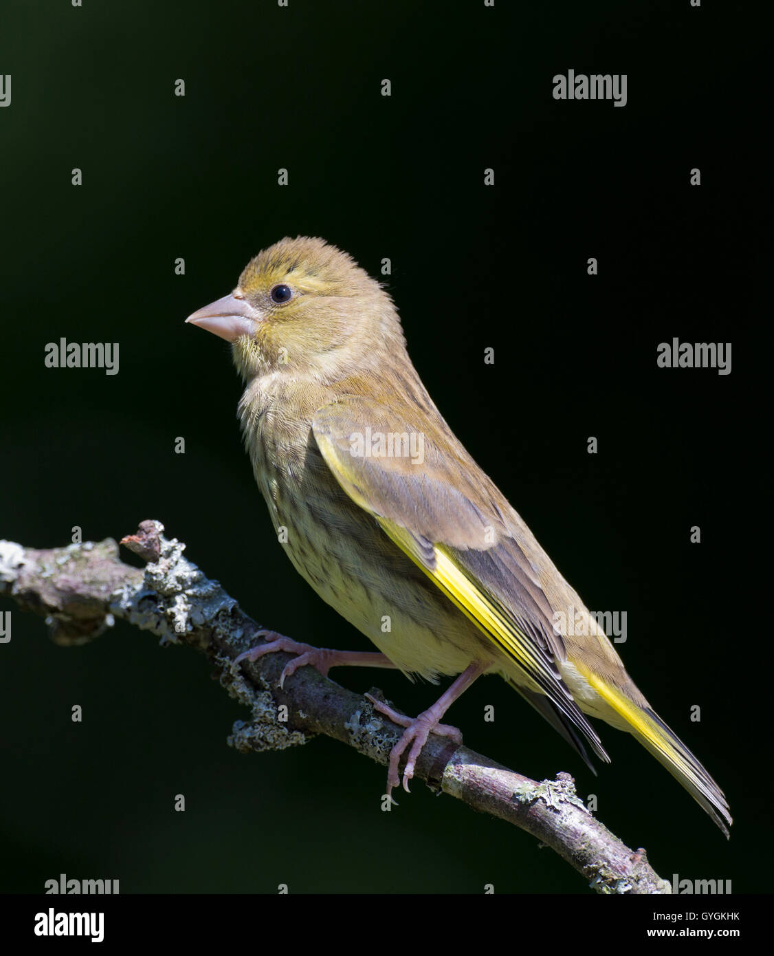 Grünfink (Zuchtjahr Chloris) hocken auf einem Ast mit dunklem Hintergrund Stockfoto