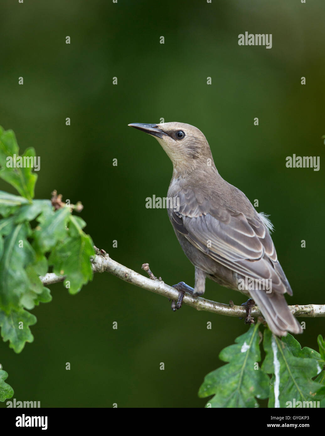 Juvenile gemeinsame Starling (Sturnus Vulgaris) hocken Stockfoto