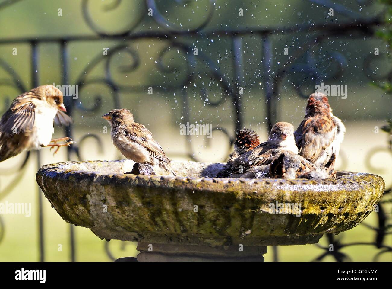 Badezeit, Haussperlinge Baden in eine Vogeltränke in einem städtischen Garten. Stockfoto