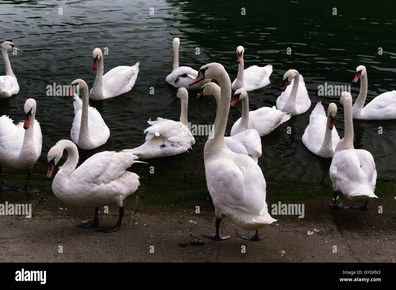 Gruppe von weiße Schwäne schwimmen und Erholung am Ufer Stockfoto