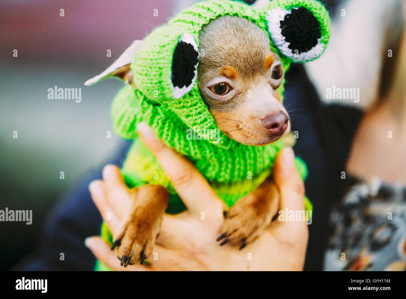Wunderschöne kleine Chihuahua Hund In Frosch-Outfit gekleidet. Spielzeughund Stockfoto