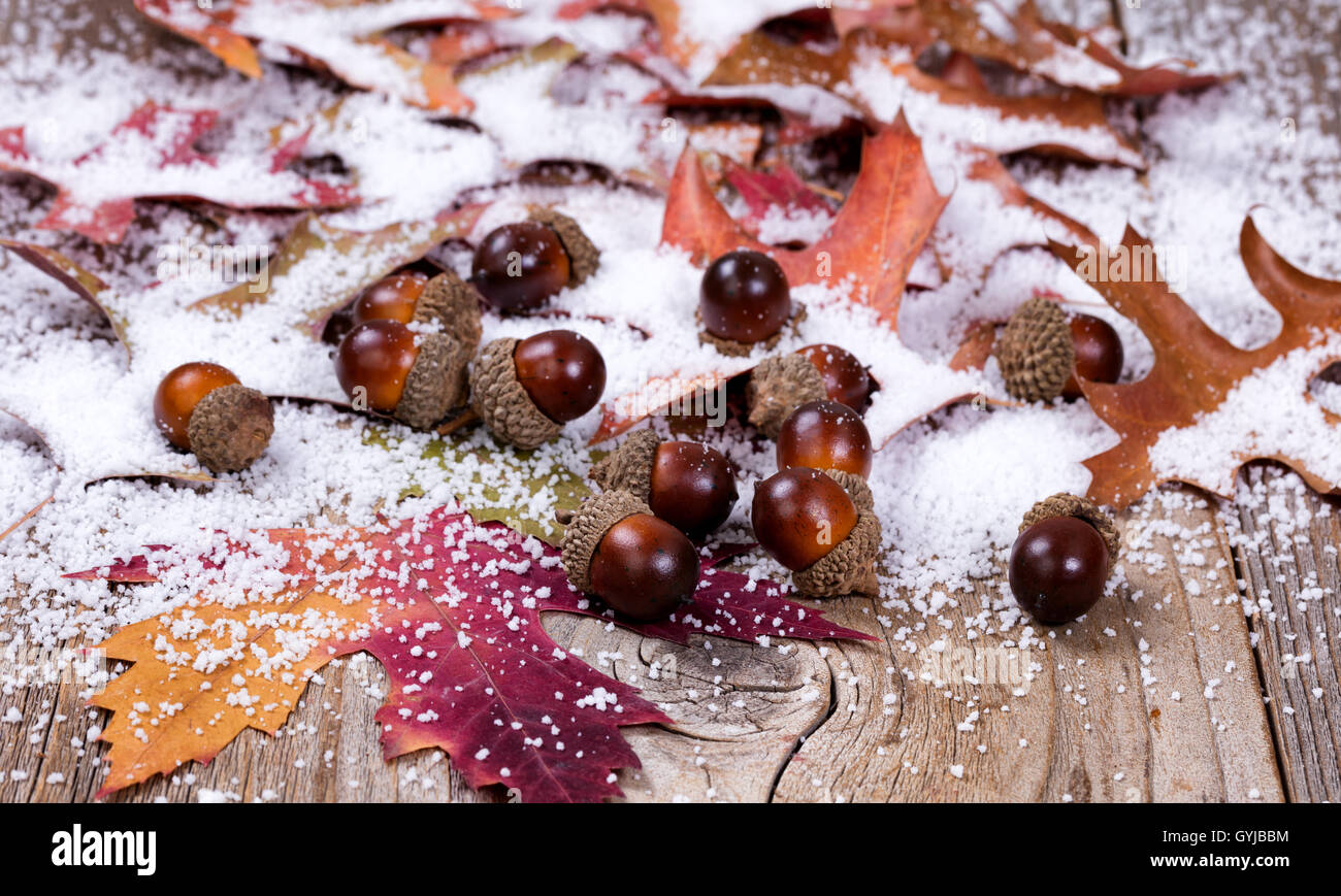 Nahaufnahme der saisonalen Herbstlaub und Eicheln mit Schnee auf urigen Holzbrettern. Selektiven Fokus auf vorderen Eicheln. Stockfoto