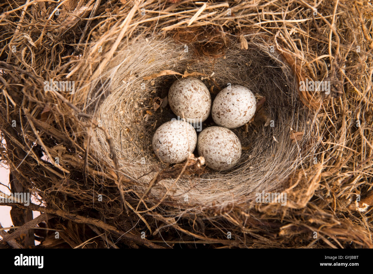 Detail der Vogeleier im nest Stockfoto