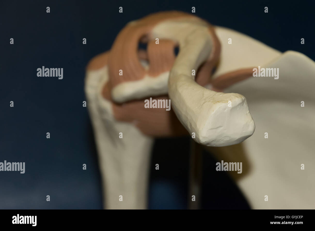 Das Schlüsselbein anatomische Modell Stockfoto