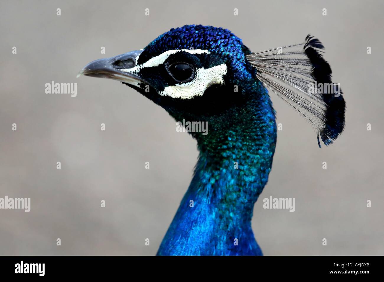 Pfau Vogel-Portrait Stockfoto