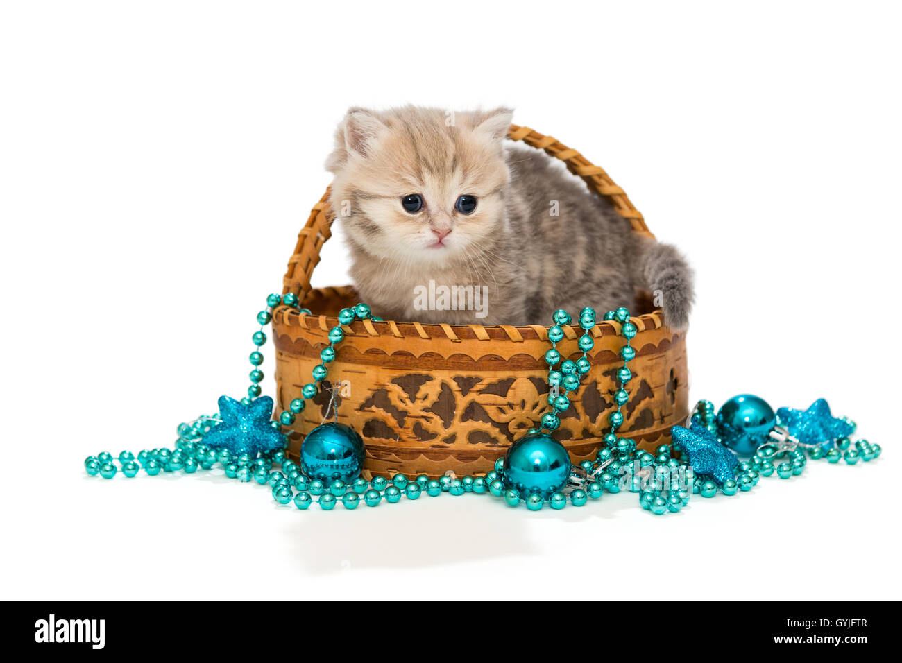 Britische Kätzchen im Korb und Weihnachten Spielzeug blaue Farbe Stockfoto