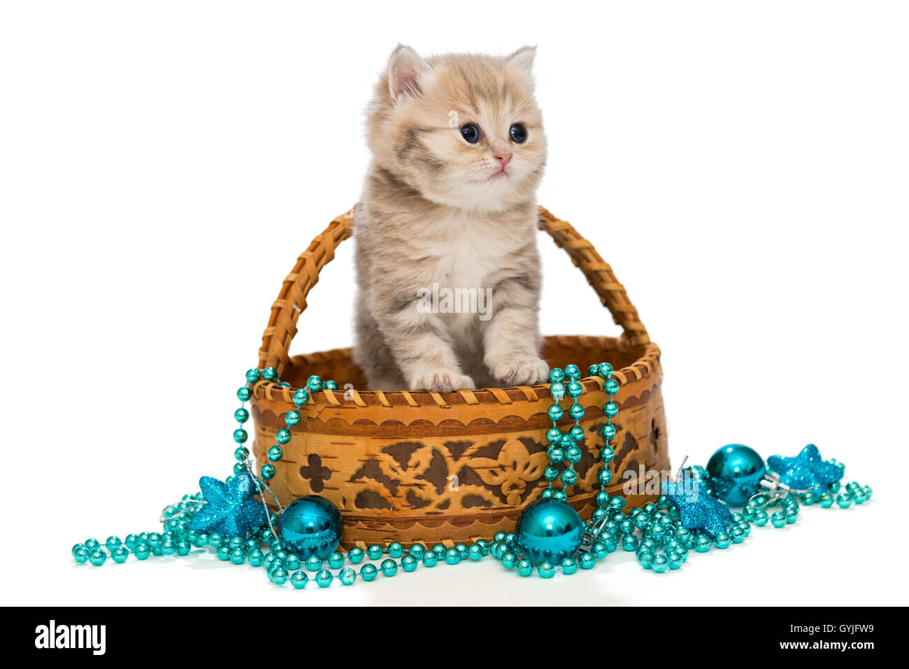 Britische Kätzchen im Korb und Weihnachten Spielzeug blaue Farbe Stockfoto