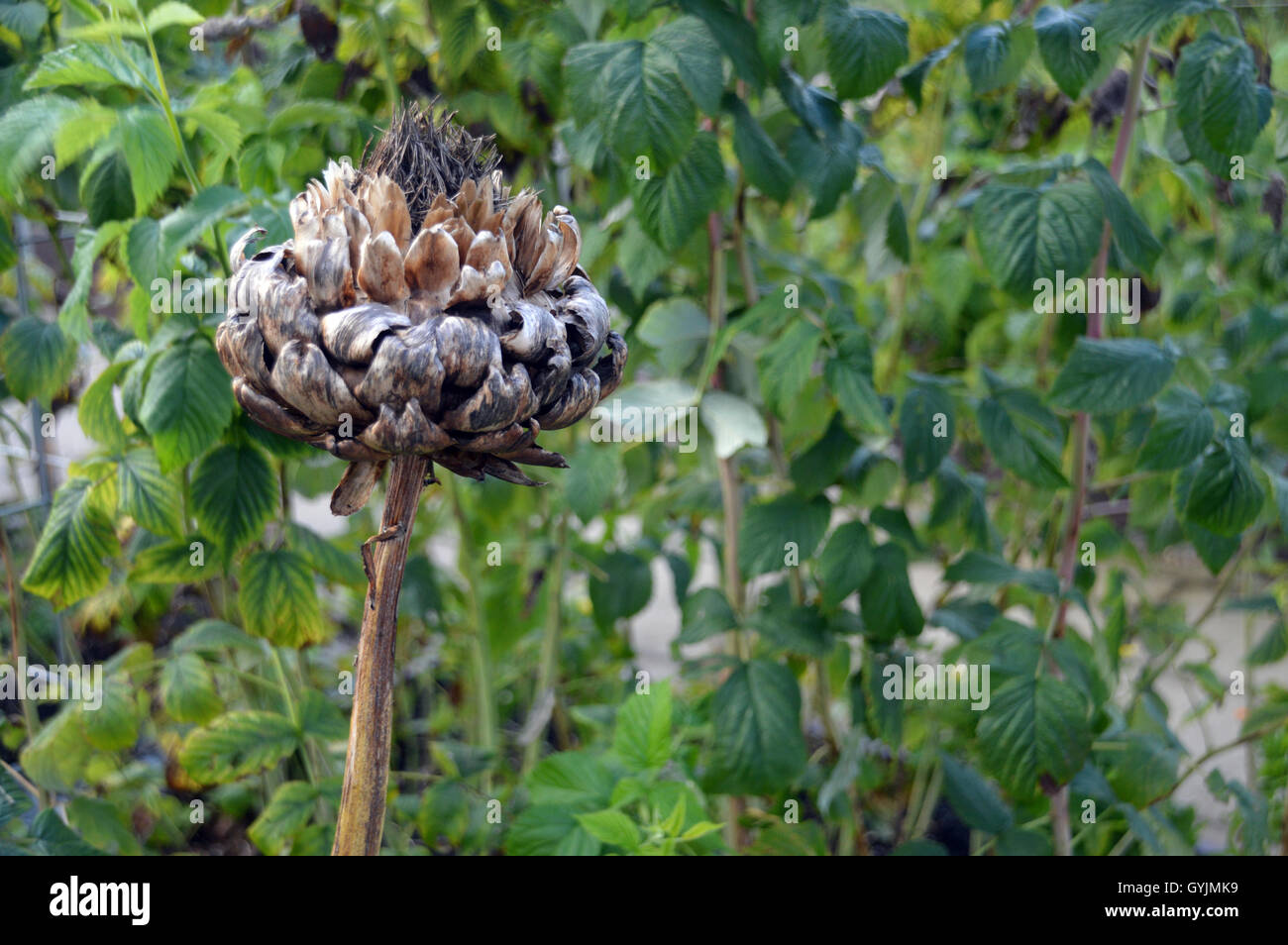 Einsame Samen Kopf von Cynara Cardunculus oder Karde, auch bekannt als Artischocke Mariendistel bei RHS Garden Harlow Carr, Harrogate. Yorkshire, Großbritannien Stockfoto