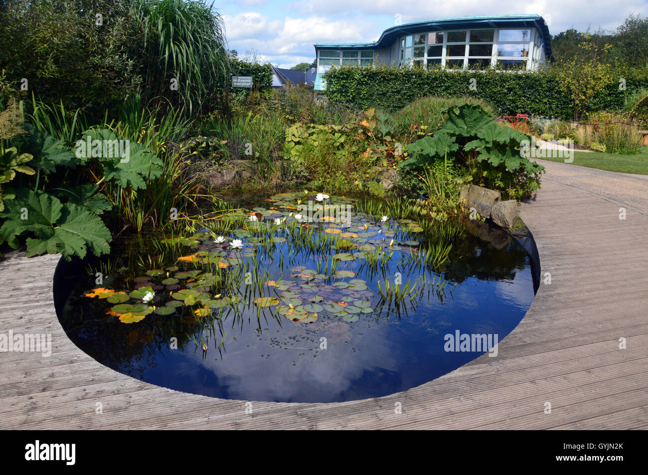 Seerosenteich im im Garten RHS Harlow Carr, Harrogate. Yorkshire, England, Vereinigtes Königreich. Stockfoto