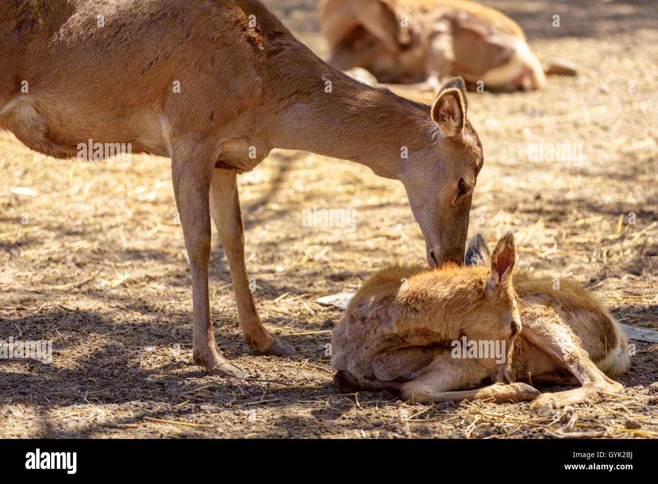 Red Deer Doe Famale mit ihrem Neugeborenen kleinen Reh. Stockfoto