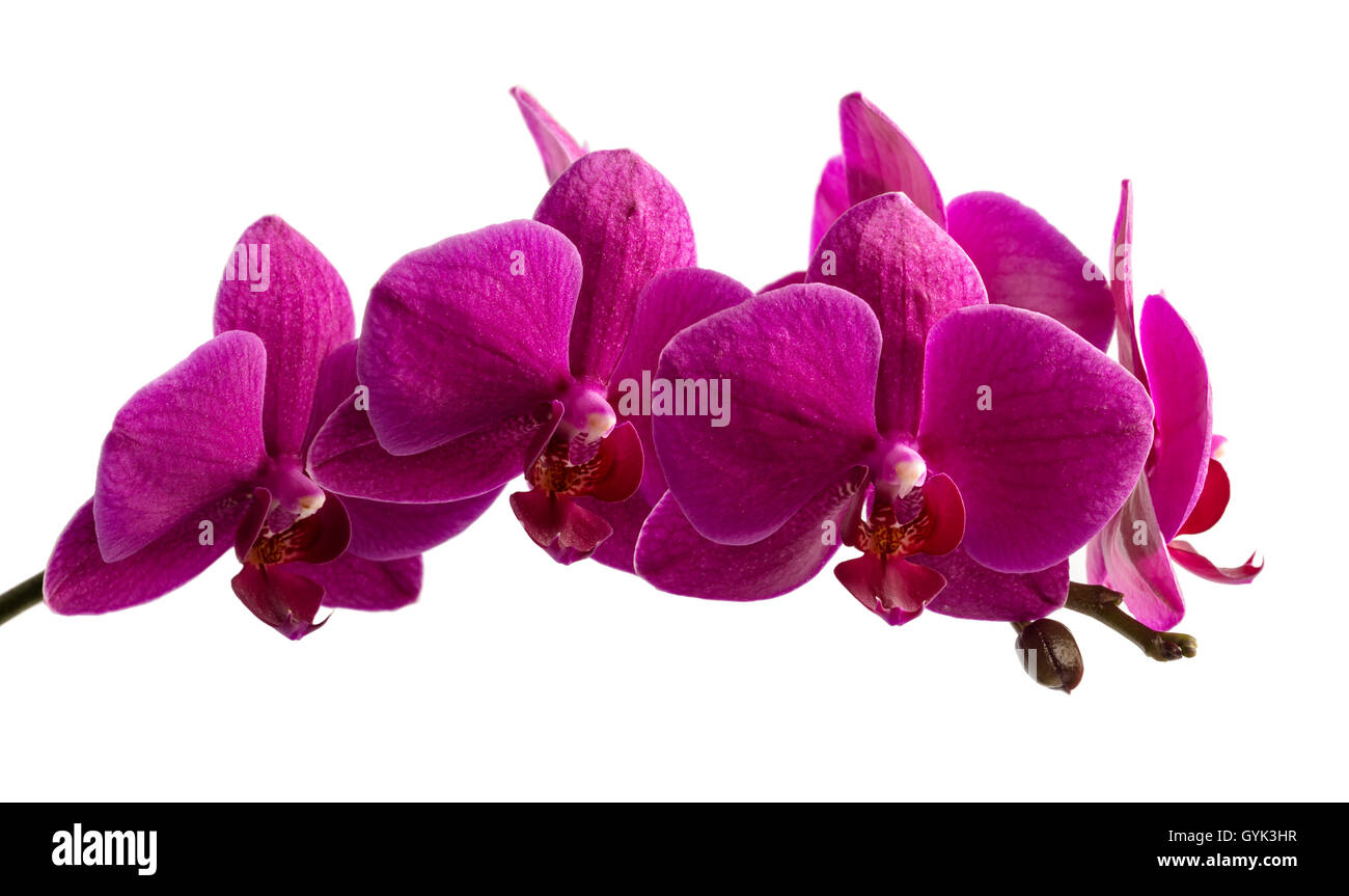 Lila Orchidee Zweig isoliert auf weißem Hintergrund Stockfoto