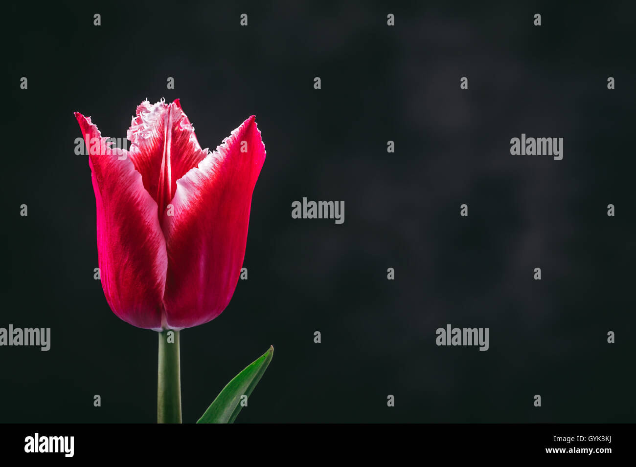 Rote Tulpe auf dunklem Hintergrund Stockfoto