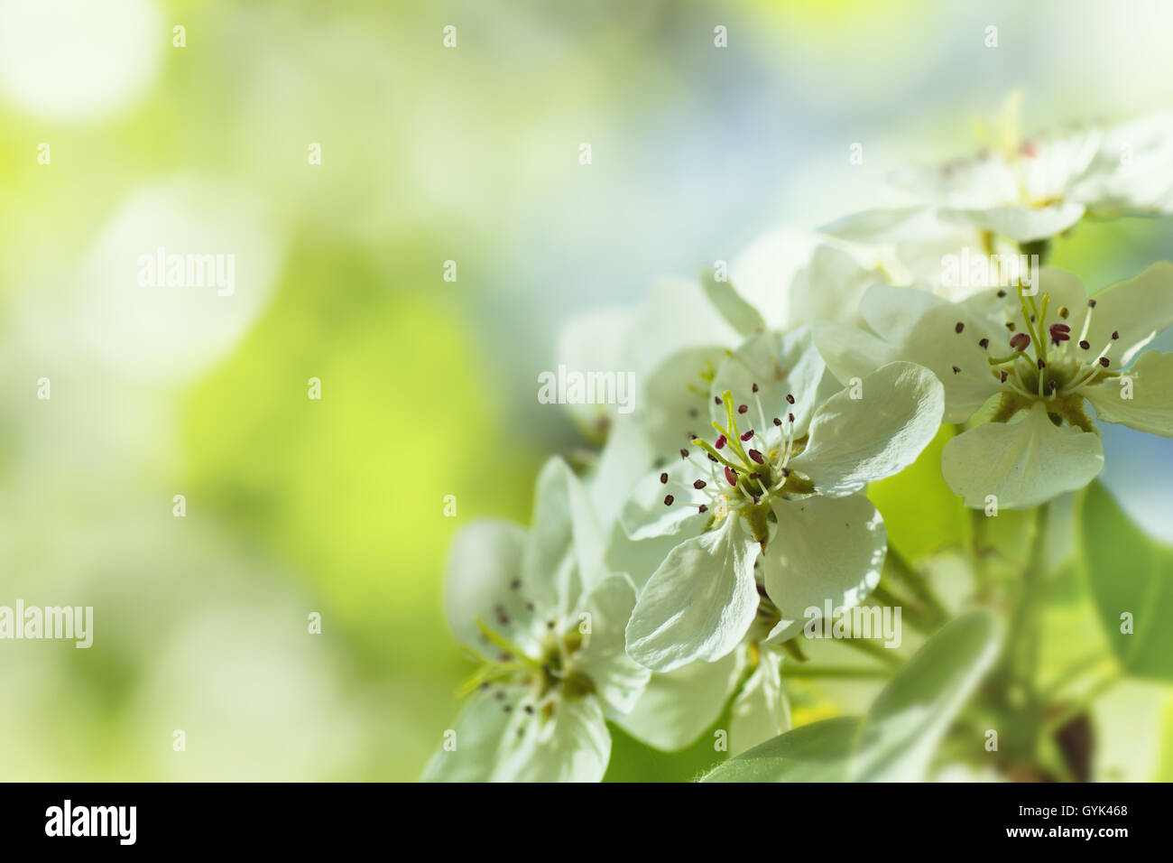 Apfel Baum Blüte auf Bokeh Hintergrund Stockfoto