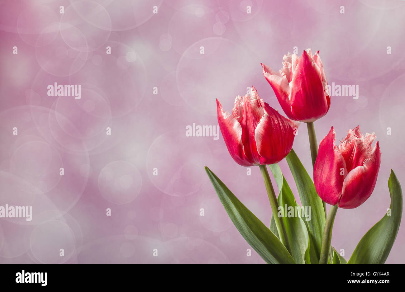 Drei rote Tulpen auf rosa mit Textfreiraum Stockfoto