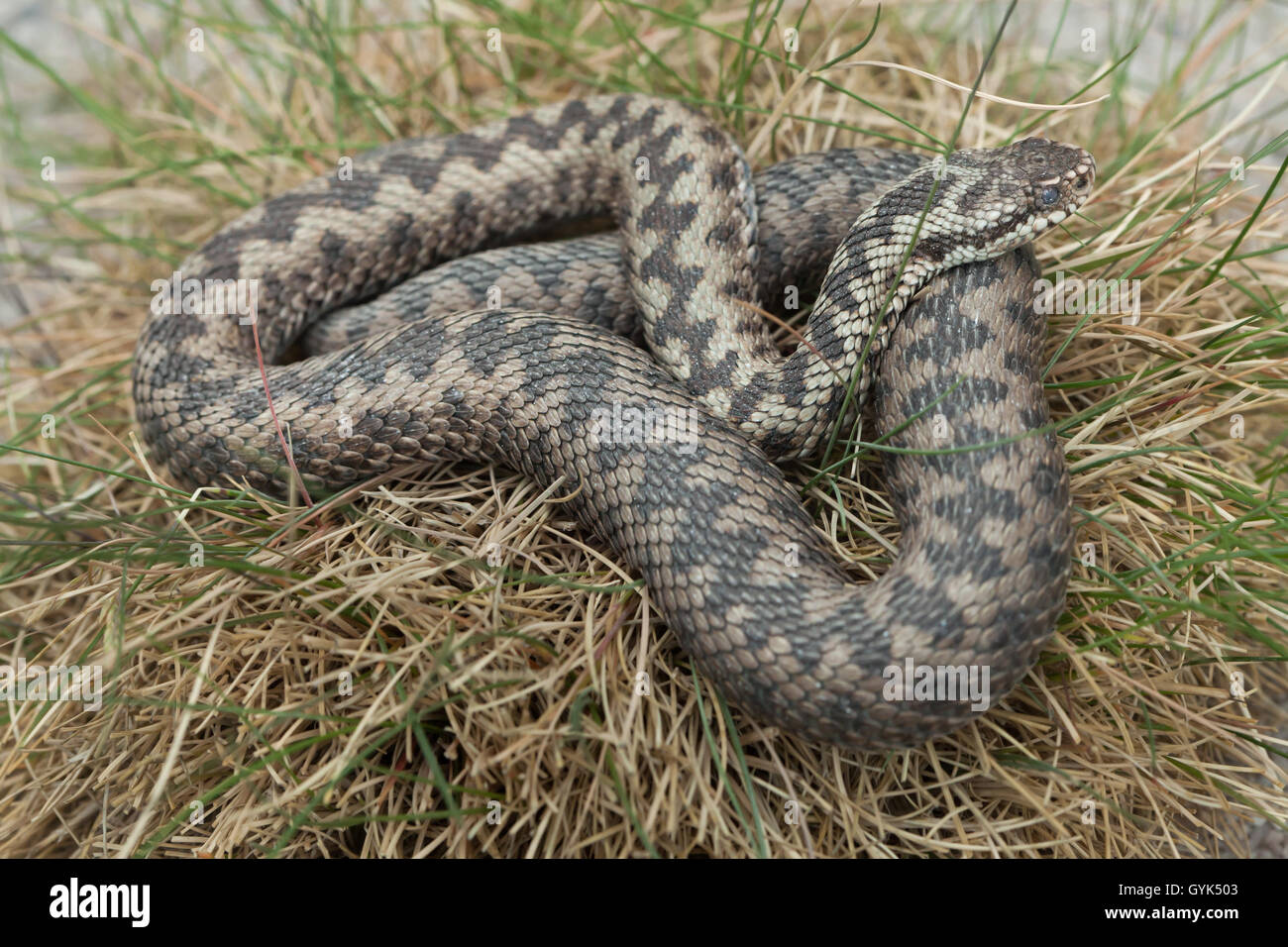 Europäische Viper (Vipera Berus), auch bekannt als die Europäische Addierer. Tierwelt Tier. Stockfoto