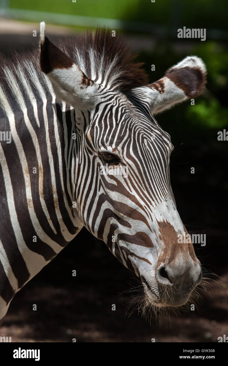 GREVY Zebra (Equus Grevyi), auch bekannt als die imperialen Zebra im Zoo von Augsburg in Bayern, Deutschland. Stockfoto