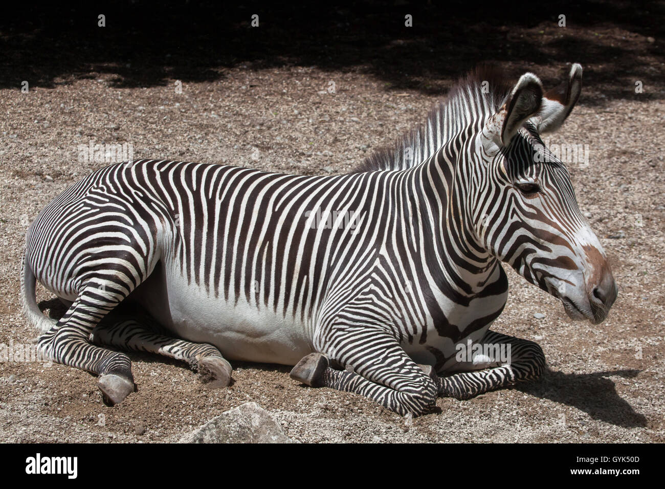 GREVY Zebra (Equus Grevyi), auch bekannt als die imperialen Zebra im Zoo von Augsburg in Bayern, Deutschland. Stockfoto