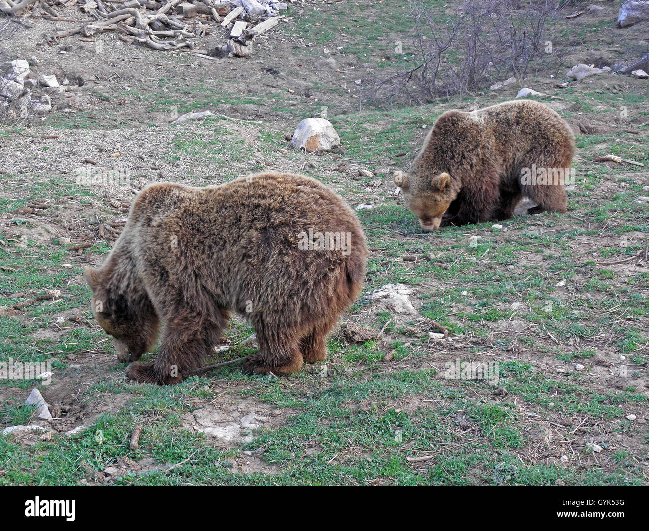 Kuterevo, Flüchtlingslager für junge Bären, Lika, Kroatien, Europa, 8 Stockfoto