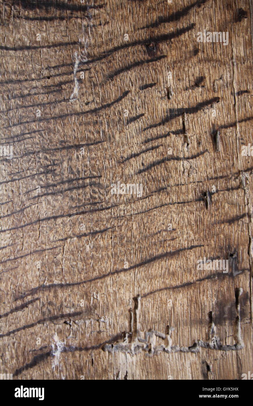 Holz, Getreide, Detail, natürliche Muster, Stockfoto