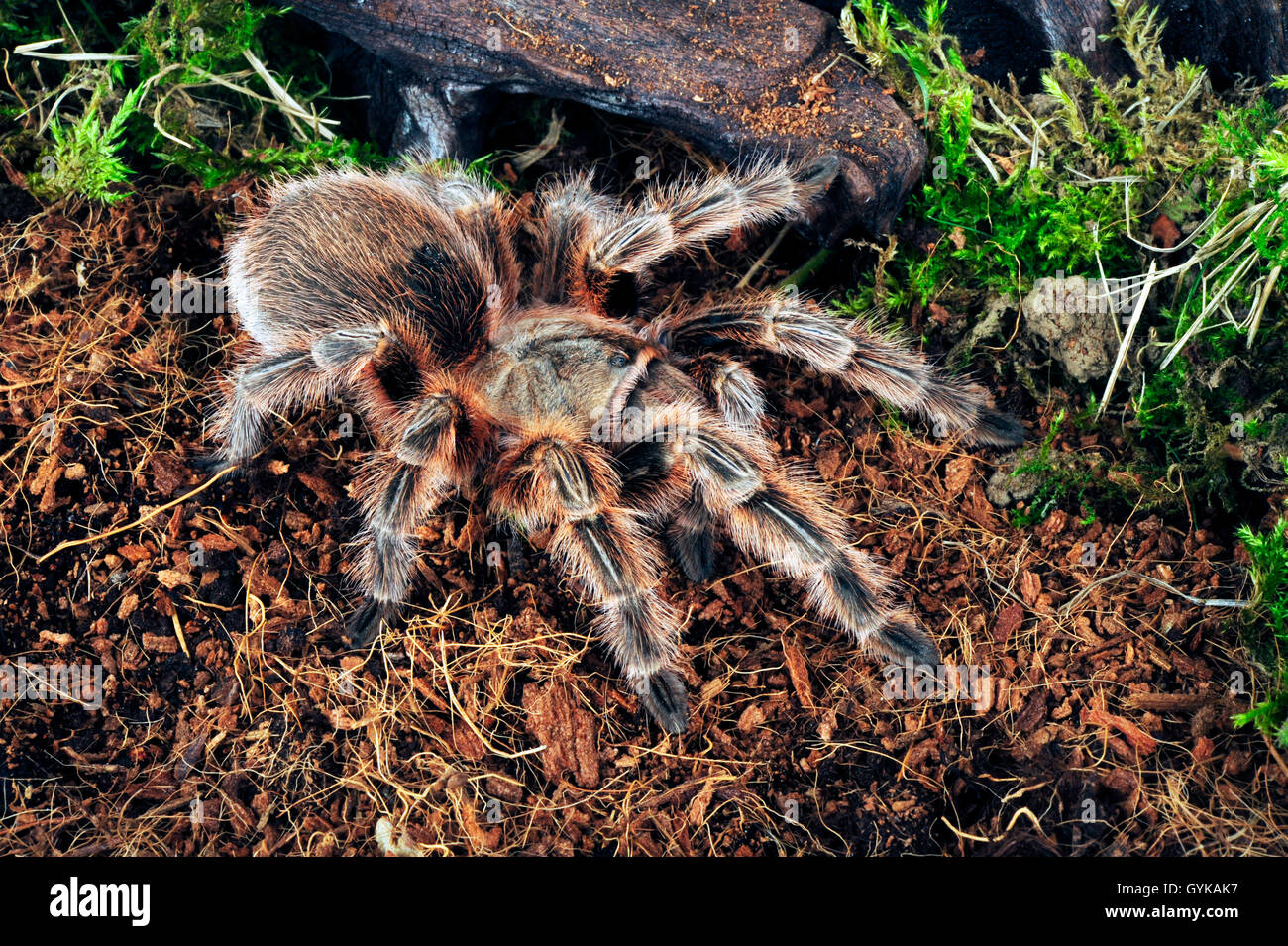 Vogelspinne, Lebensraum (Lebensraum Konzeption), Vogelspinne Im Terrarium Tarantel (Lebensraum Vogelspinne, Lebensraum (Lebensraum Konzeption), Vogelspinne Im Terrarium Tarantel (Lebensraum