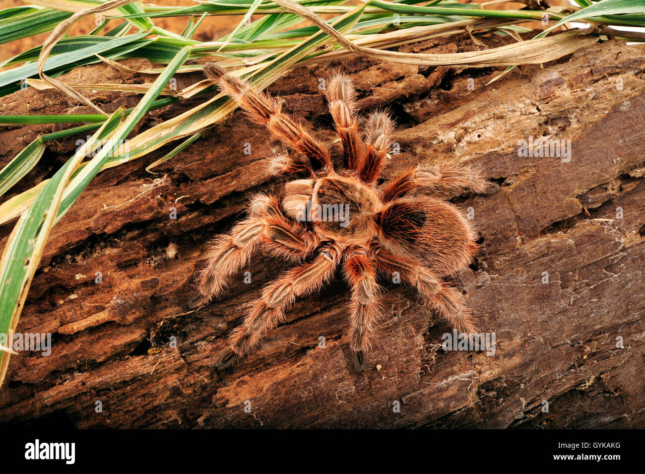 Tarantula (Grammostola Maule), vogel Spinne im Terrarium, Chile, Maule Stockfoto