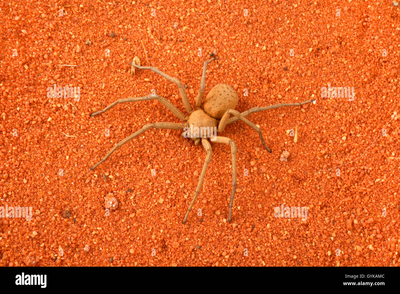 Woodlouse Hunter, sowbug Spinne, Spinne (Sicarius terrosus), rot, sand Stockfoto