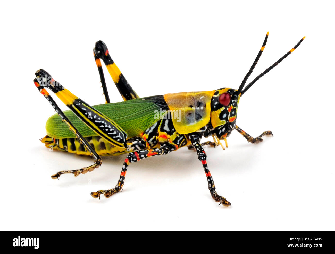 Gaudy Grasshopper (Zonocerus elegans), Cut-out Stockfoto