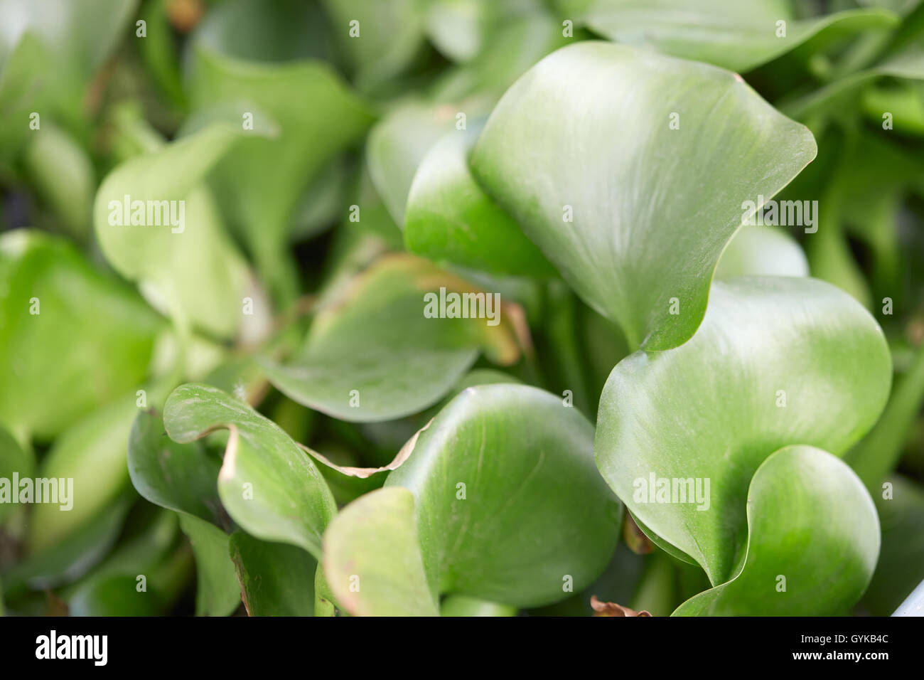 Eichornia Crassipes, Wasserhyazinthe grüne Blätter Hintergrund Stockfoto
