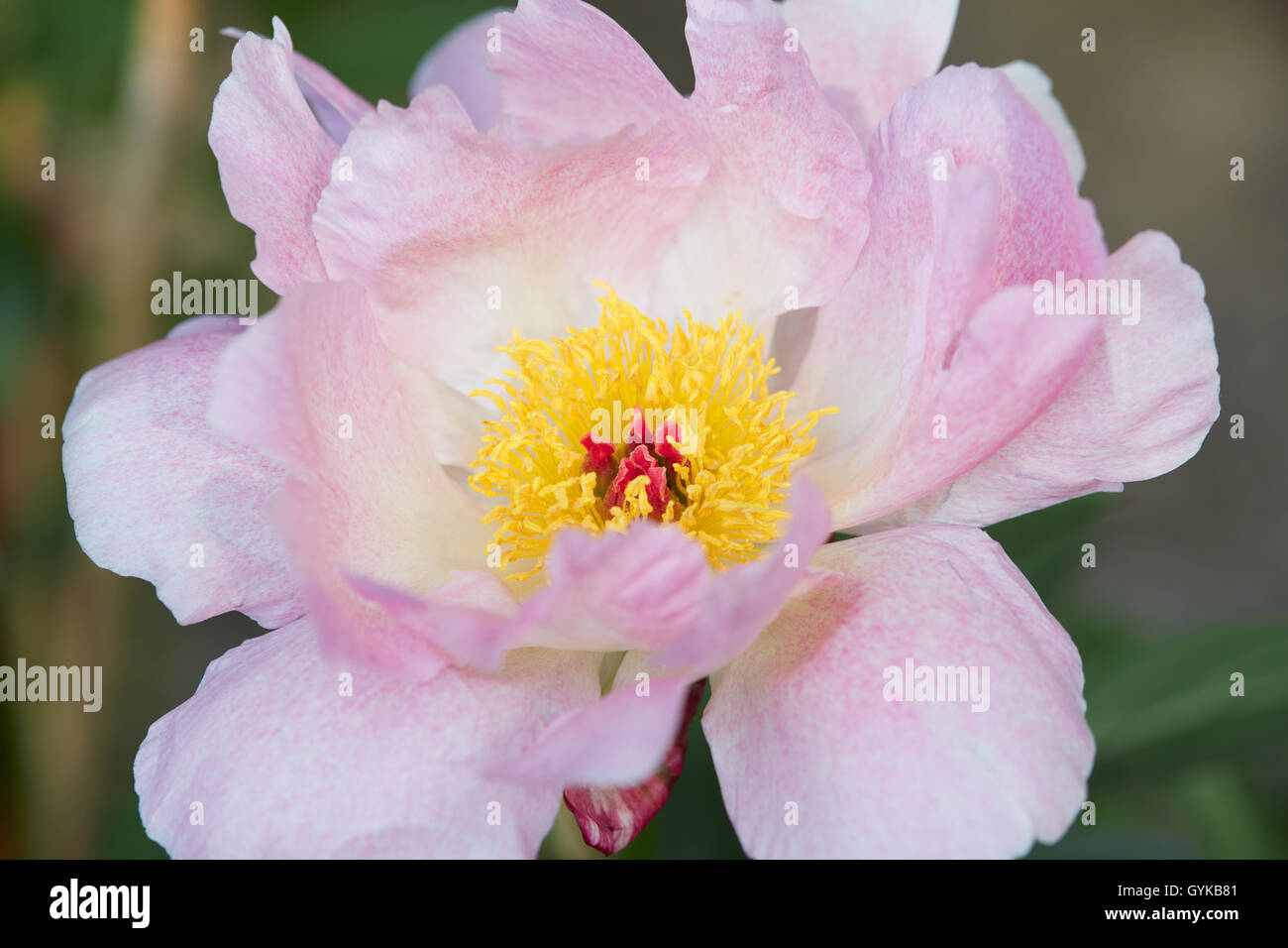 Pfingstrose rosa Einzelblüte Makro Stockfoto