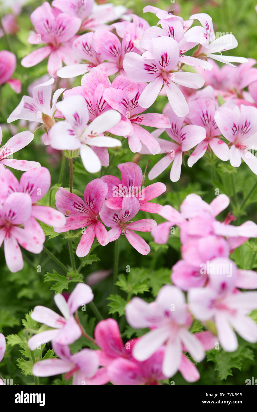 Pelargonien "Prinz von Oranien" Rosa Geranie Blumen Stockfoto