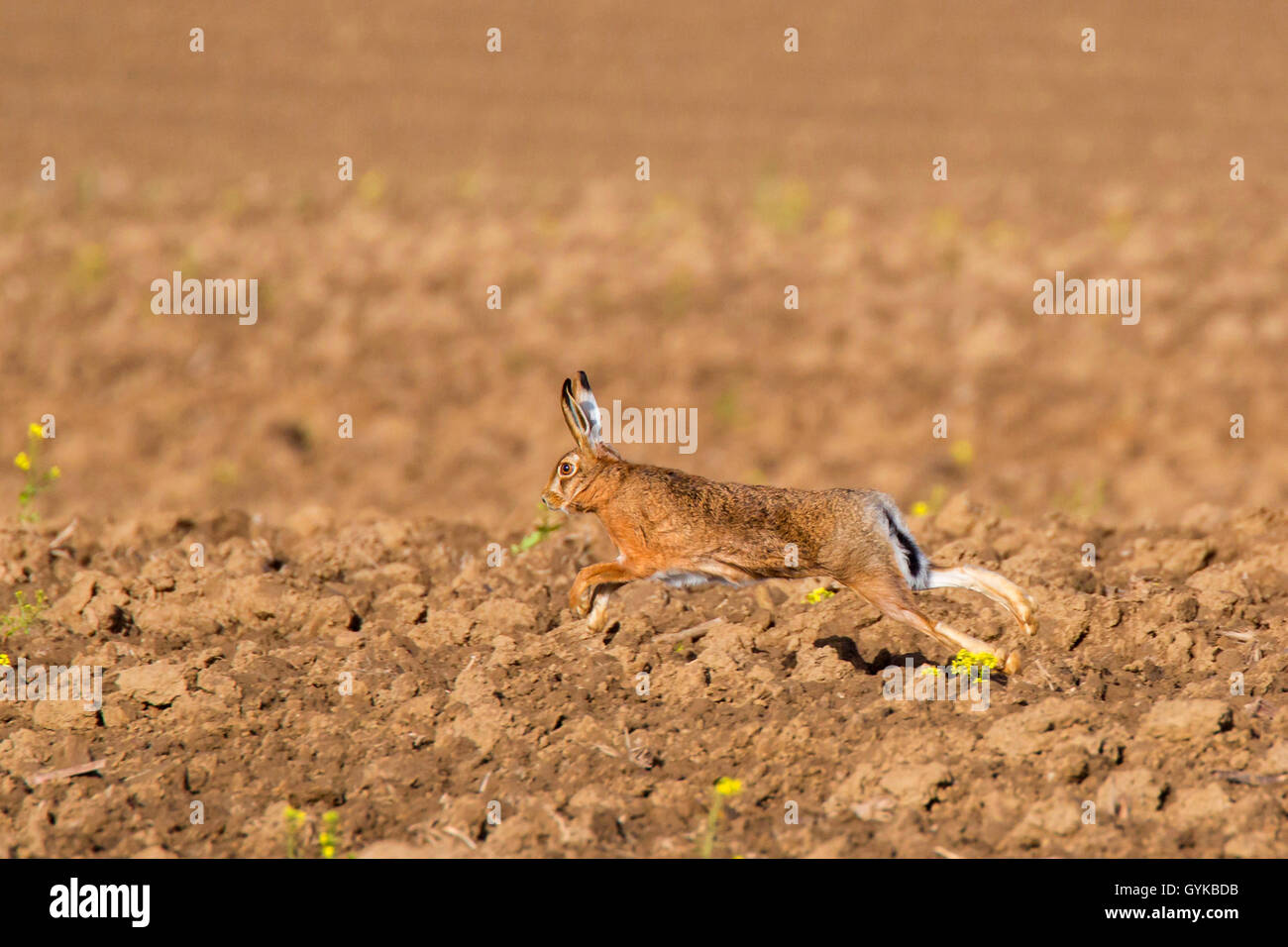 Europäische hase, feldhase (Lepus europaeus), läuft über ein Feld, Deutschland, Bayern, Niederbayern, Oberbayern Stockfoto