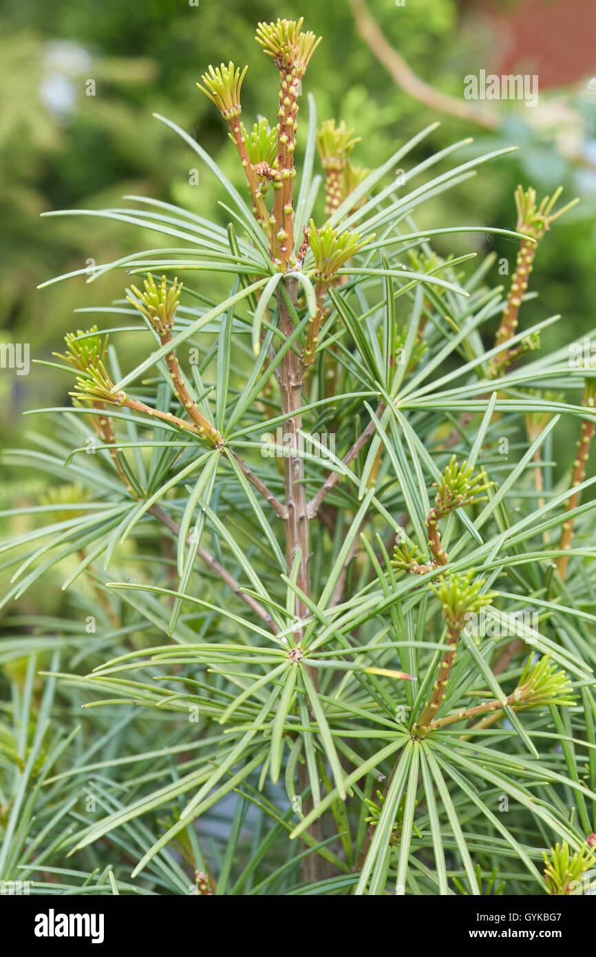 Japanische Dach Kiefer, Sciadopitys Verticillata Knospen und Blätter Stockfoto