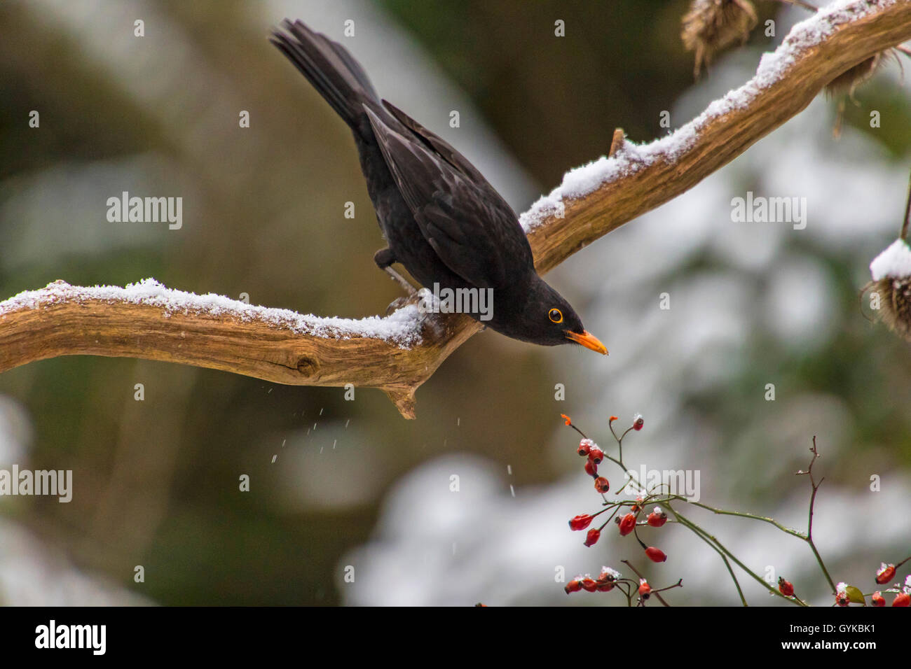 Amsel (Turdus merula), männlich Sitzen auf einem schneebedeckten Zweig und essen Beeren, Seitenansicht, Schweiz, Sankt Gallen Stockfoto