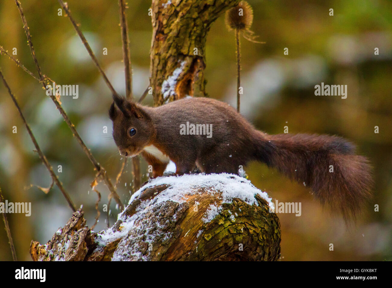 Europaeisches Eichhoernchen, Eurasisches Eichhoernchen, Eichhoernchen (Sciurus Vulgaris), Sitzt Auf Einem Verschneiten alten Bau Stockfoto