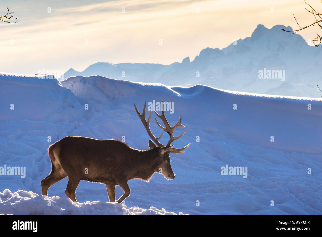 Red Deer (Cervus elaphus), Wandern in einer winterlichen Bergwelt, Seitenansicht, Österreich, Vorarlberg, Pfänder Stockfoto