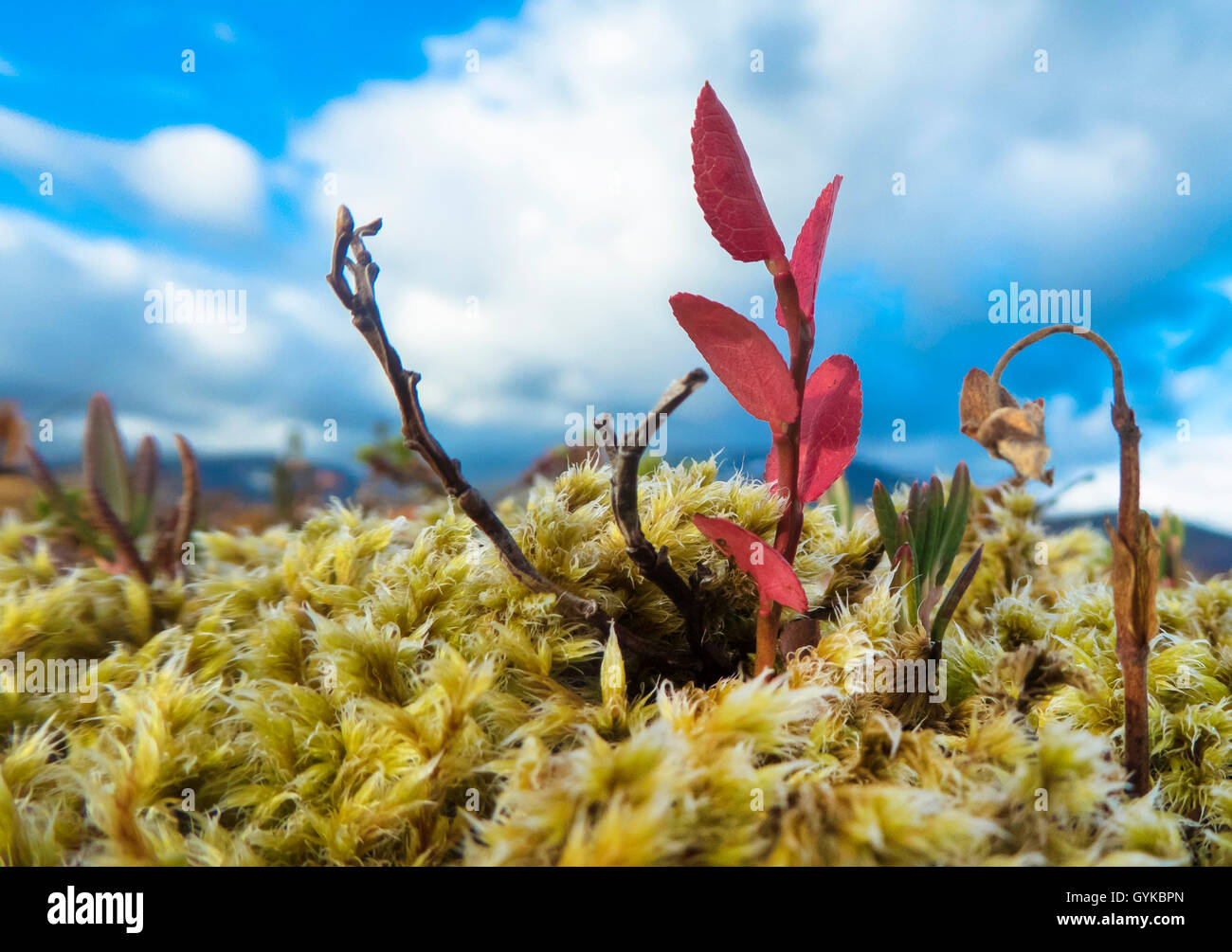 Berg brentraube (Arctostaphylos alpinus), Herbst in der Tundra, Norwegen, Troms, Kvaloeya Stockfoto Berg brentraube (Arctostaphylos alpinus), Herbst in der Tundra, Norwegen, Troms, Kvaloeya Stockfoto