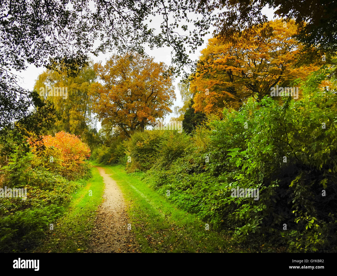 Herbst weg, Deutschland, Schleswig-Holstein Stockfoto