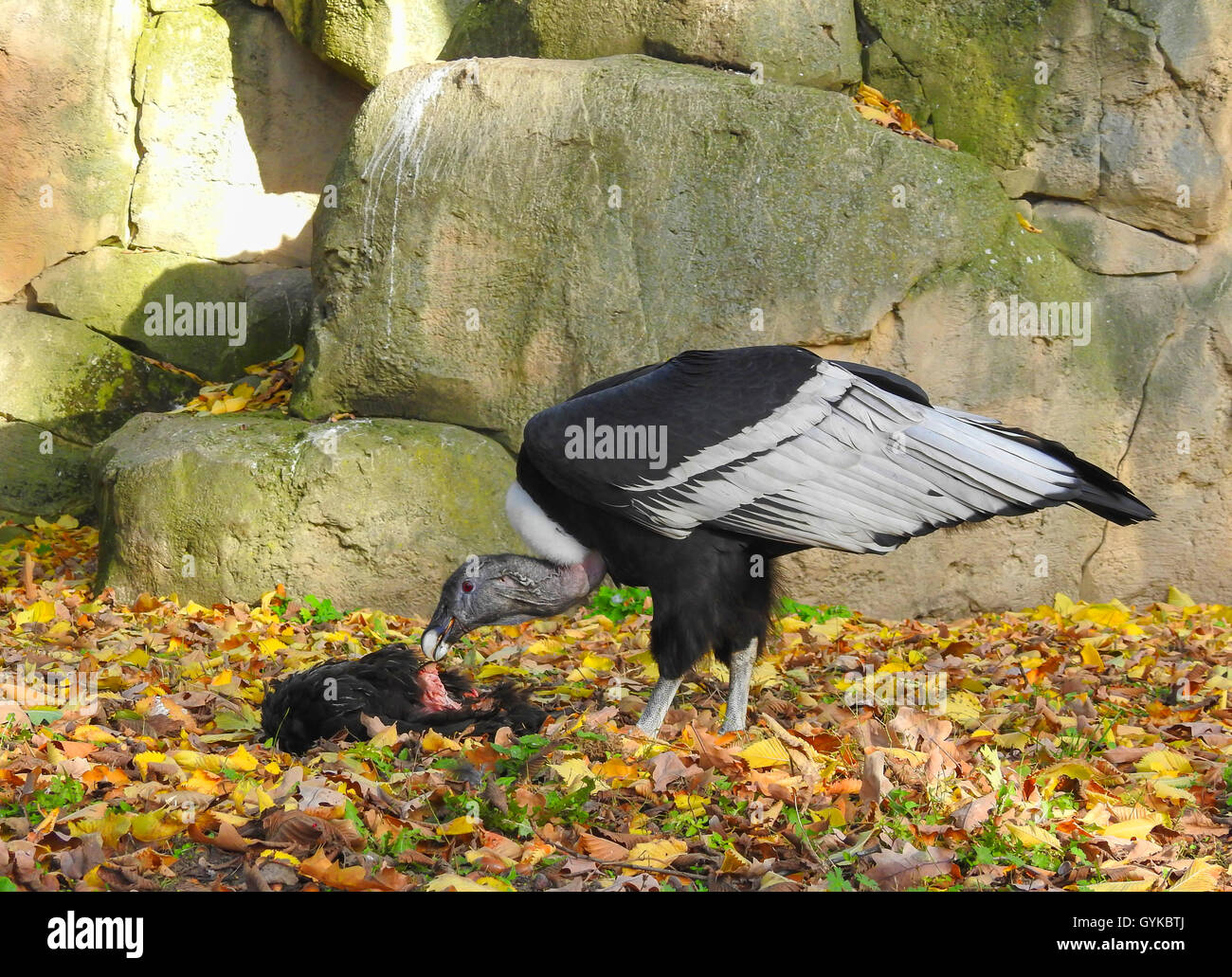 Andenkondor (Vultur gryphus), weibliche Fütterung Stockfoto