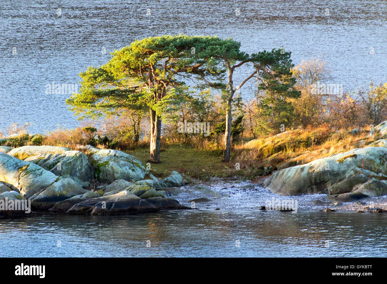 Schottische Kiefer, Kiefer (Pinus sylvestris), Pinien auf der Insel im Oslofjord, Norwegen, Akershus, Oslofjord Stockfoto