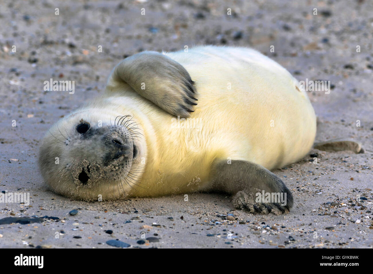 Kegelrobbe (Halichoerus grypus), Baby Kegelrobbe, Deutschland, Schleswig-Holstein, Helgoland Stockfoto