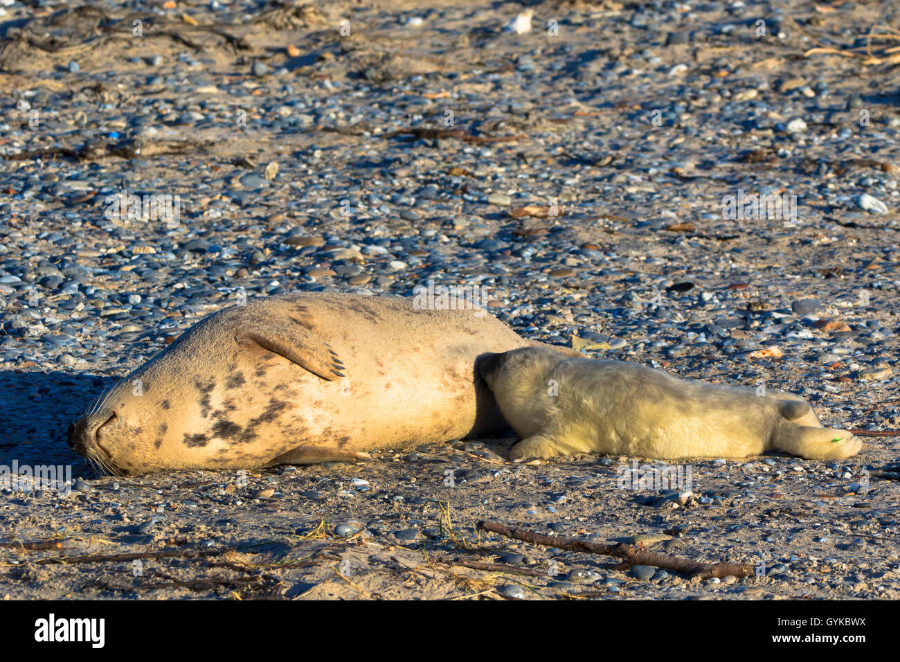 Kegelrobbe (Halichoerus grypus), grau Dichtung lactate Pub, Deutschland, Schleswig-Holstein, Helgoland Stockfoto