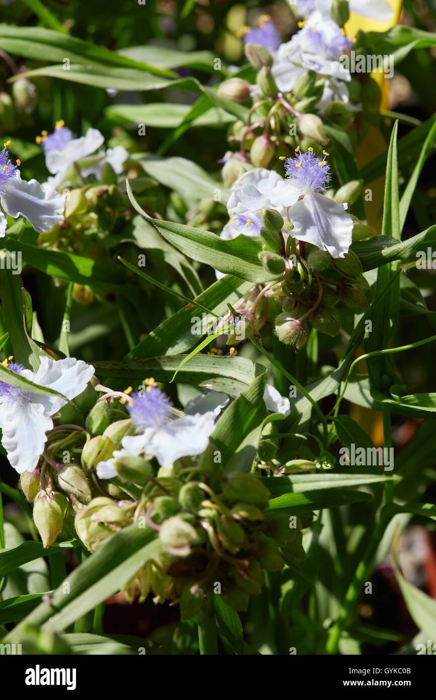 Dreimasterblume, Tradescantia Andersoniana weiße Blumen und Blätter Stockfoto