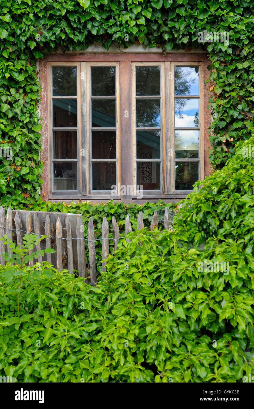 Efeu, gemeinsame Efeu (Hedera helix), alte hölzerne Fenster mit Efeu, Detail von einem Haus auf der Insel Frauenchiemsee, Deutschland, Bayern Stockfoto