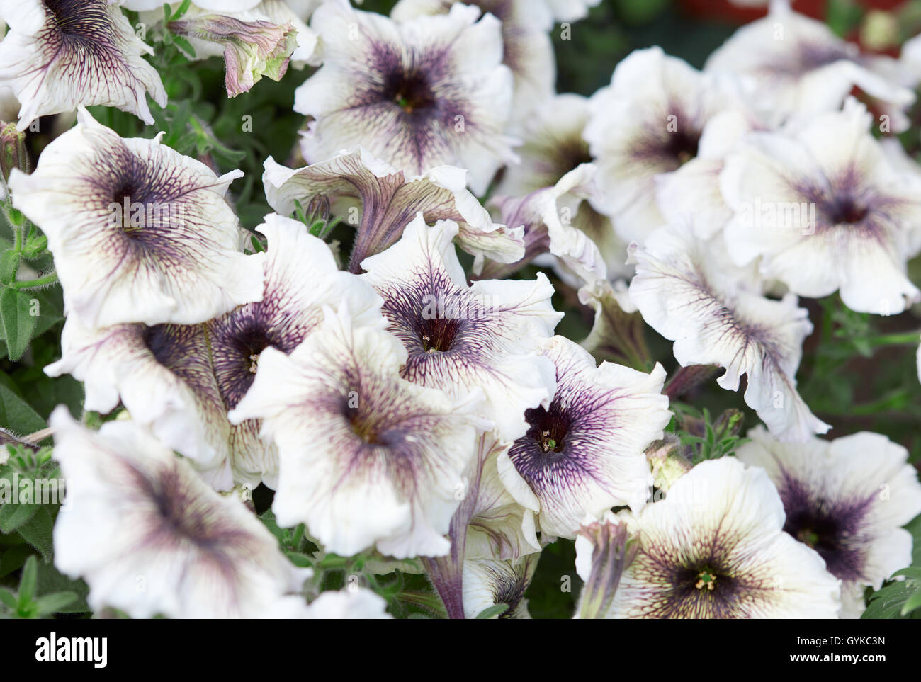 Weißen Petunien Blüten mit lila Äderungen, Hintergrund Stockfoto