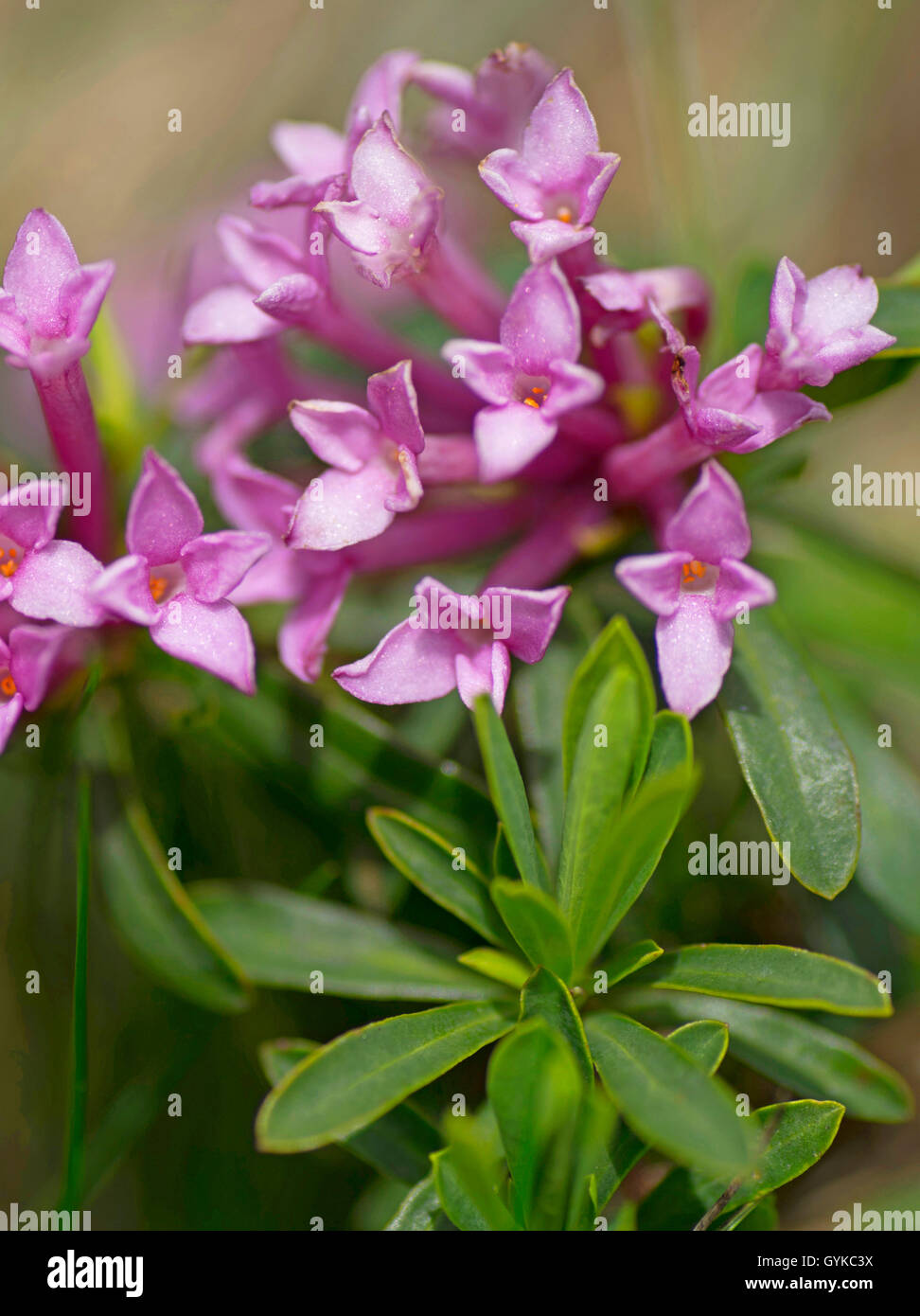 Wolfsmilch Laurel (Daphne Striata), blühende, Österreich, Tirol, Region Hahntennjoch Stockfoto