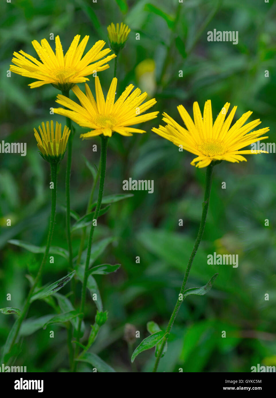 Gelbe ox-Eye (Buphthalmum salicifolium), blühende, Österreich, Tirol, Tiroler Lech Stockfoto