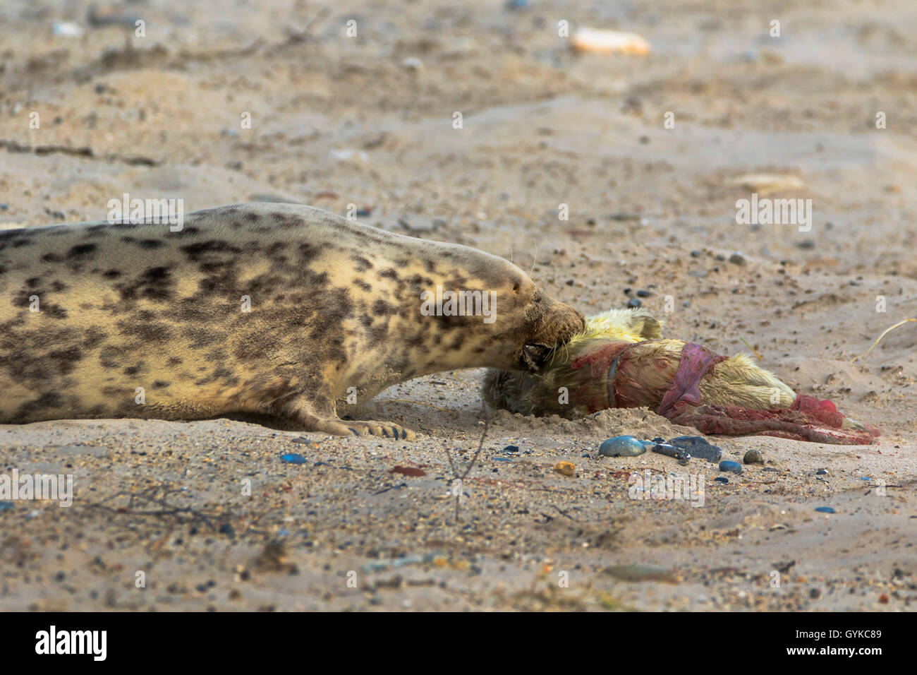 Kegelrobbe (Halichoerus grypus), Kegelrobbe Geburt, Deutschland, Schleswig-Holstein, Helgoland Stockfoto