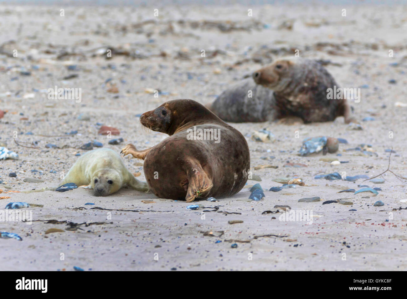 Kegelrobbe (Halichoerus grypus), grau Dichtung Mutter mit Pub und männlich, Deutschland, Schleswig-Holstein, Helgoland Stockfoto