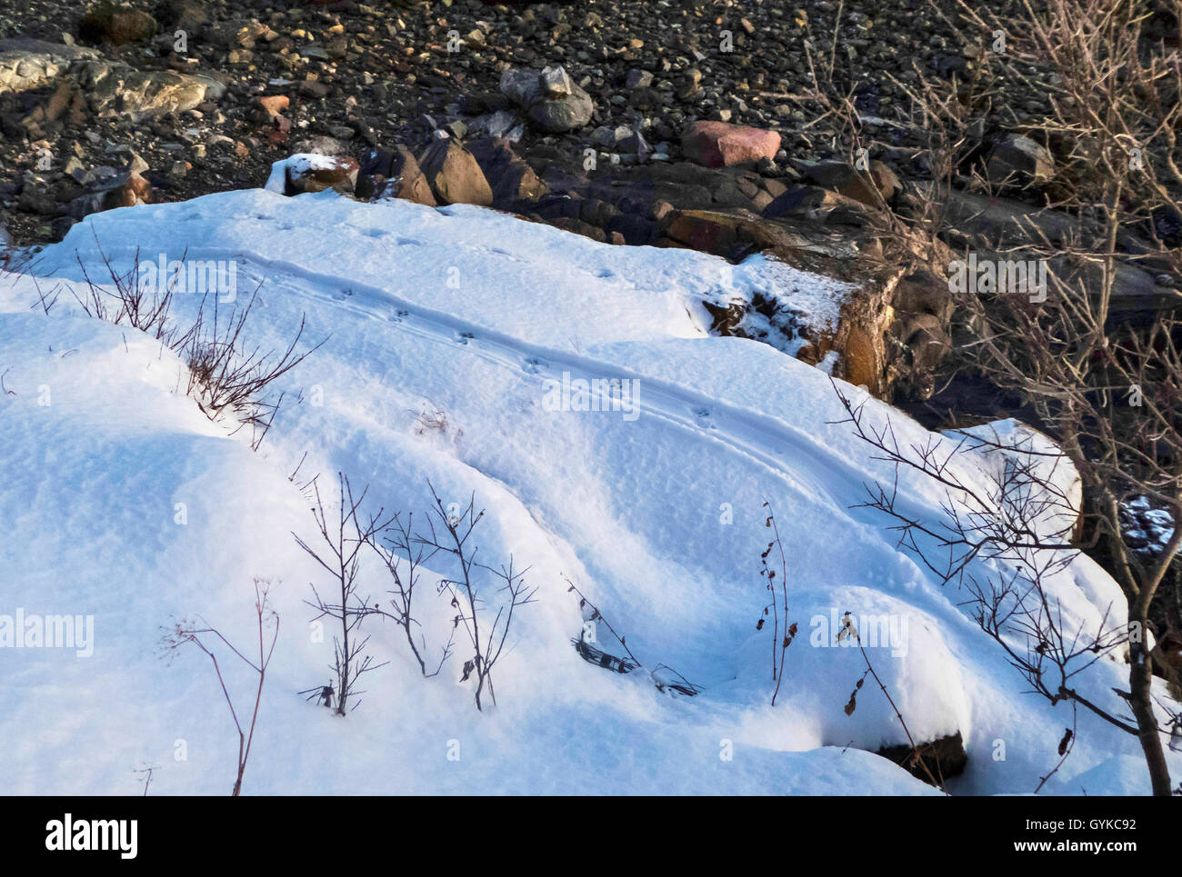 Europäische river Otter, Fischotter, Eurasische Fischotter (Lutra lutra), Otter Spur im Schnee, Norwegen, Troms, Tromsoe Stockfoto