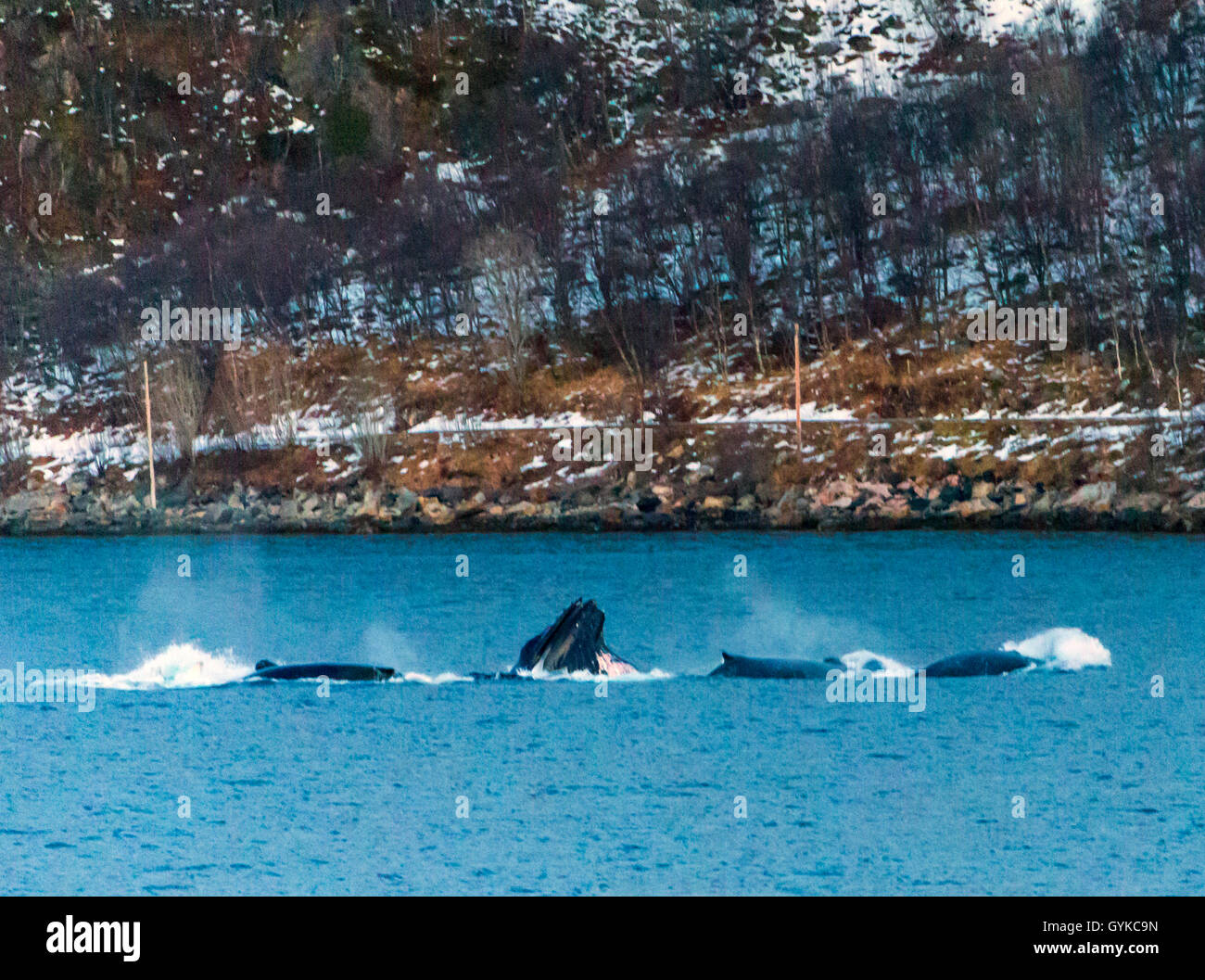 Buckelwale (Megaptera novaeangliae), Buckelwale Fütterung, Norwegen, Troms, Kvaloeya, Kattfjorden Stockfoto